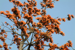 Butea monosperma